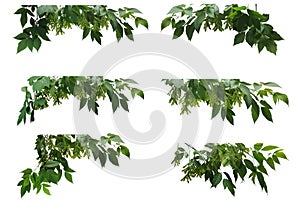 A lot of various branches of maple tree with many green seeds on white background