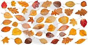 lot of various dried autumn fallen leaves isolated photo