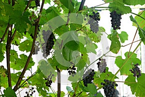 Lot of vines with ripe appetizing bunches of red grapes hangs in the garden