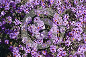 A lot of violet flowers of Symphyotrichum dumosum