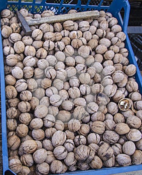 A lot of walnuts and a hammer in plastic crate