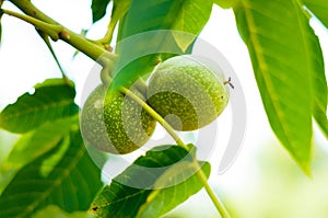 A lot of walnuts on the tree at sunset. Tree of walnuts. Harvesting of nuts