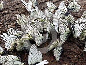 A lot of white and black-veined cabbage butterfly sitting on wet ground