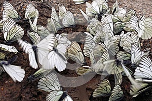 A lot of white cabbage butterfly flying and sitting on wet ground