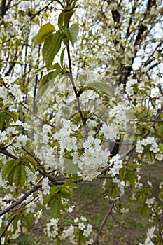 A lot of cherry blossom in spring