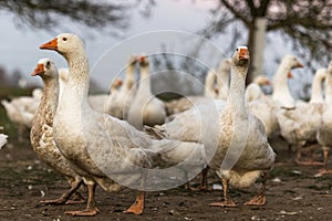 A lot of  white fattening geese on a meadow