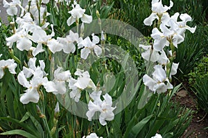 A lot of white flowers of bearded irises