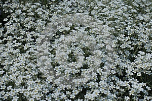 A lot of flowers of Cerastium tomentosum photo