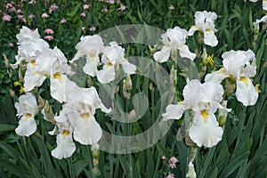 A lot of white flowers of German iris