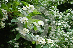 A lot of white flowers of mock orange in June