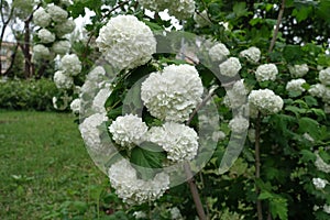 A lot of white flowers pf Viburnum opulus roseum in May