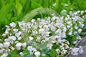 A lot of white flowers violets gloriole in the spring in the garden with another plants