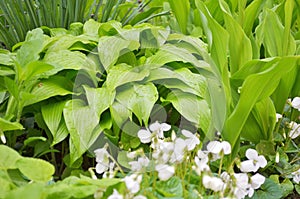 A lot of white flowers of violets gloriole in the spring in the garden next to a flower of the hosta