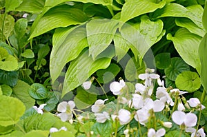 A lot of white flowers of violets gloriole in the spring in the garden next to flower of hosta