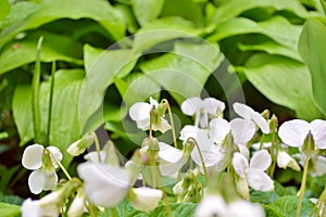A lot of white flowers of violets gloriole in the spring in the garden next to the flower of hosta