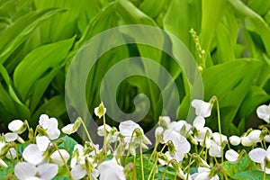 A lot of white flowers of violets gloriole in the spring in the garden next to the lilies