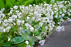 A lot of white flowers violets gloriole in the spring in the garden next to the path