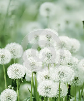 A lot of white fluffy flowered dandelions in a green meadow on a sunny day.
