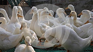 A lot of white geese walking in farm yard in Countryside