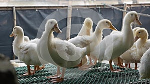 A lot of white geese walking in farm yard in Countryside