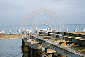 a lot of white gulls sitting on the wooden pier