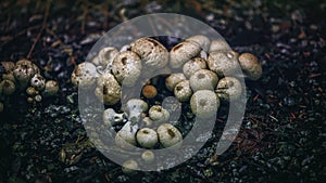 Lot of white mushrooms surrounded by rocks in a forest
