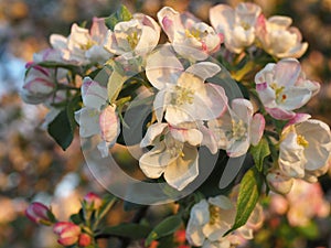 A lot of white-pink flowers of an apple tree close-up against a blue sky and green leaves