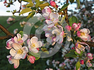 A lot of white-pink flowers of an apple tree close-up against a blue sky and green leaves