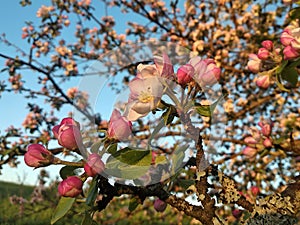 A lot of white-pink flowers of an apple tree close-up against a blue sky and green leaves