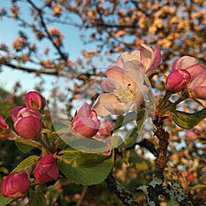 A lot of white-pink flowers of an apple tree close-up against a blue sky and green leaves