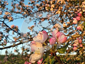 A lot of white-pink flowers of an apple tree close-up against a blue sky and green leaves