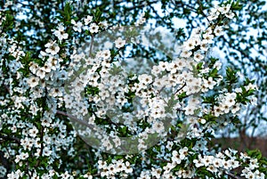 Lot of white plum blossoms on a spring day in nature