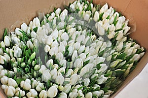 lot of white tulips in a cardboard box in a flower shop. Spring Festival