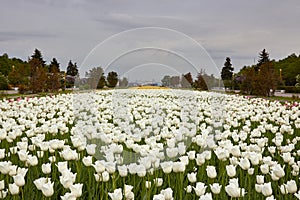 A lot of white tulips