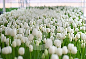 lot white tulips at the tulip festival or in the greenhouse