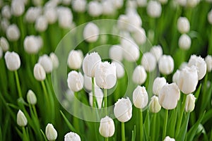 lot white tulips at the tulip festival or in the greenhouse