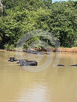 A lot of wild cows are down in a lake