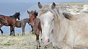 A lot of wild horses against the background of the sea.