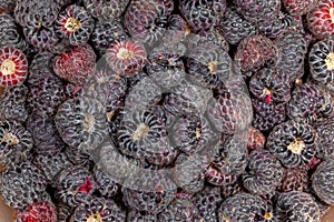 Lot of wild raspberry pattern ready to eat ripe fruits