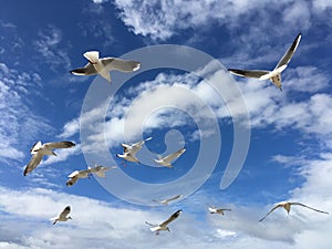 Lot of wild seagulls shambolic flying in the blue sea sky with white clouds on Baltic sea mobile photo horizontal view