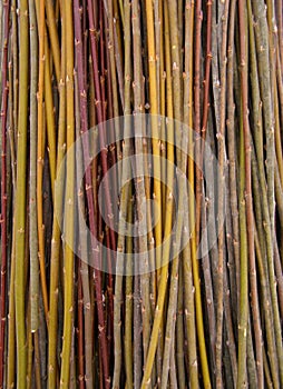 A lot of willow twigs - raw material for basket weaving