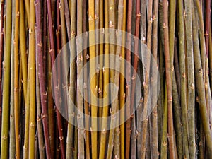 A lot of willow twigs - raw material for basket weaving