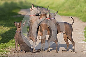 A lot of xolo dogs xoloitzcuintle, Mexican hairless mom and cubs are playing