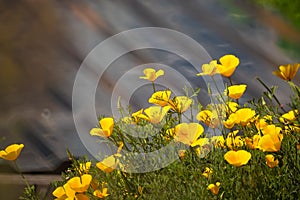 A lot of yellow Buttercup flowers on a brown background