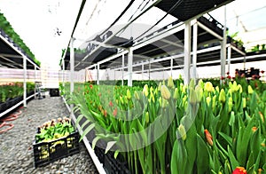 lot of yellow delicate beautiful unopened tulips in a greenhouse against the background of greenhouse equipment