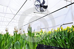 lot of yellow delicate beautiful unopened tulips in a greenhouse against the background of greenhouse equipment