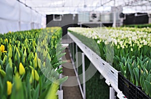 lot of yellow delicate beautiful unopened tulips in a greenhouse against the background of greenhouse equipment