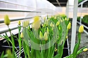 lot of yellow delicate beautiful unopened tulips in a greenhouse against the background of greenhouse equipment