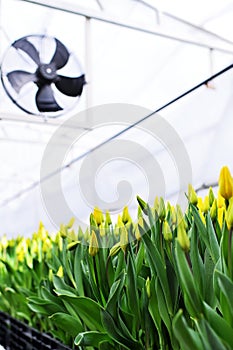 lot of yellow delicate beautiful unopened tulips in a greenhouse against the background of greenhouse equipment