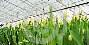 lot of yellow delicate beautiful unopened tulips in a greenhouse against the background of greenhouse equipment